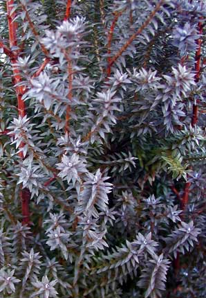 chamaecyparis 'red star'