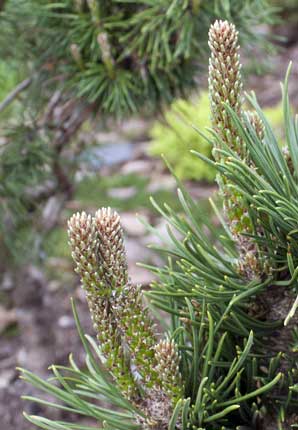 abies species bloom