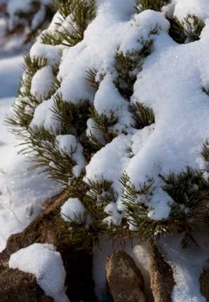 pinus mugo